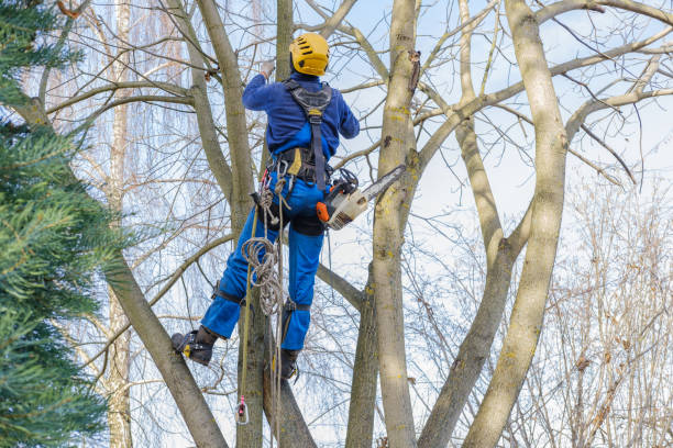 Best Pest Control for Lawns  in Day Valley, CA