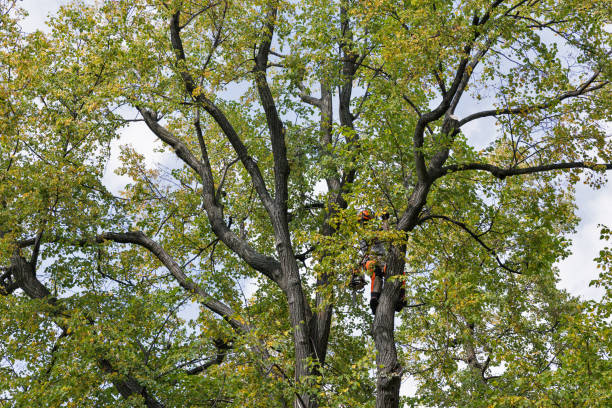 How Our Tree Care Process Works  in  Day Valley, CA
